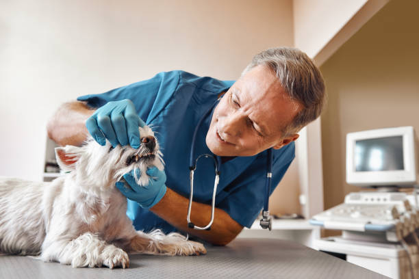 Best Same-Day Emergency Dental Services in Keenesburg, CO